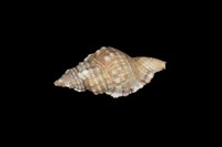 藏品(矮毛法螺)的圖片